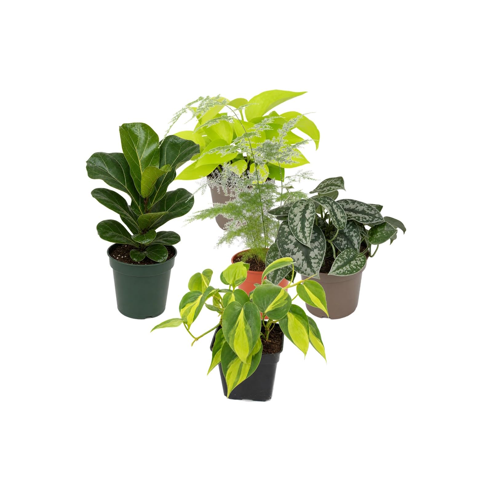 DECOALIVE Pack 5 Plantas de Interior: Amantes con Experiencia