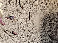 Review Image by Stefanie Stefanie