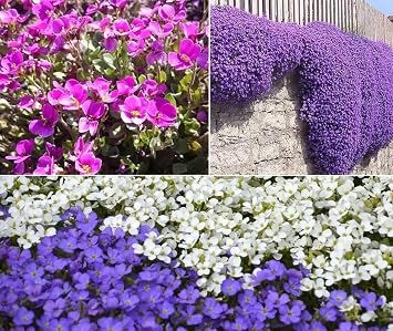 200+ Aubrieta Rockcress Seeds Mix Colors Ground Cover Flowers Planting