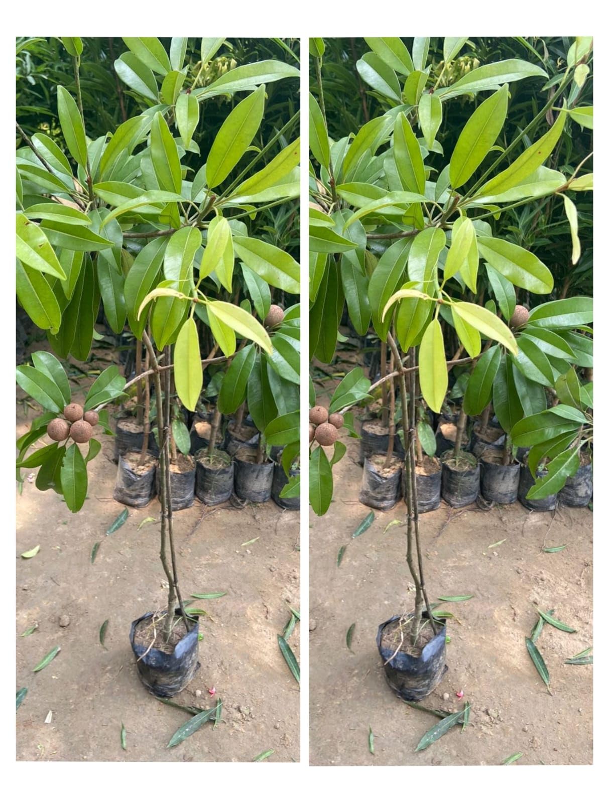 Combo 2 Thai Long Variety Dwarf Chiku Plant Hybrid All Seasons (Height-2-3 Feet) Dwarf Chikoo Plant Grafted Live Sapota Fruit Plant For Home Garden Pack of 1 (B0D76YQHS6) Amazon Price History, Amazon Price Tracker