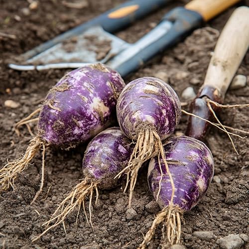 Miniatura 6 de 100 semillas de Dioscorea Alata, semillas vegetales de ñame morado reliquia para plantar, tubérculos de alto rendimiento para jardines domésticos,