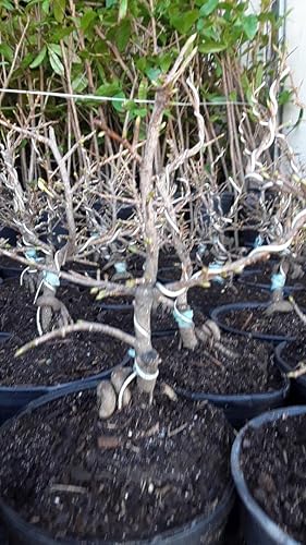 Miniatura 4 de 9EzTropical - Vietnamita Ochna integerrima - Mai vàng Vietnam - Mini Bonsai - 1 pie de alto - Envío en maceta de 6"