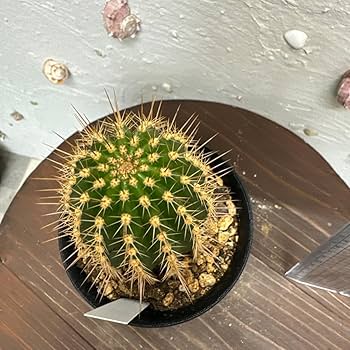 サボテン　世界の図　5号鉢 サボテン：エキノプシス 世界の図 3.5号鉢植え の通販 | 園芸ネット