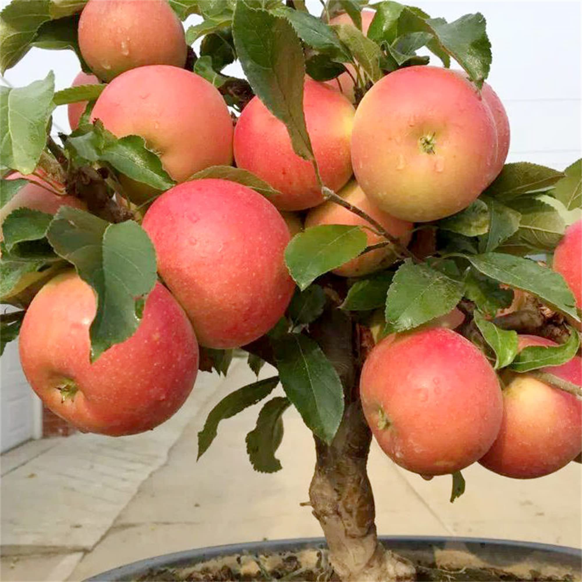 Buy Dwarf Bonsai Apple Tree Seeds 30 Seeds Grow Exotic Indoor Fruit
