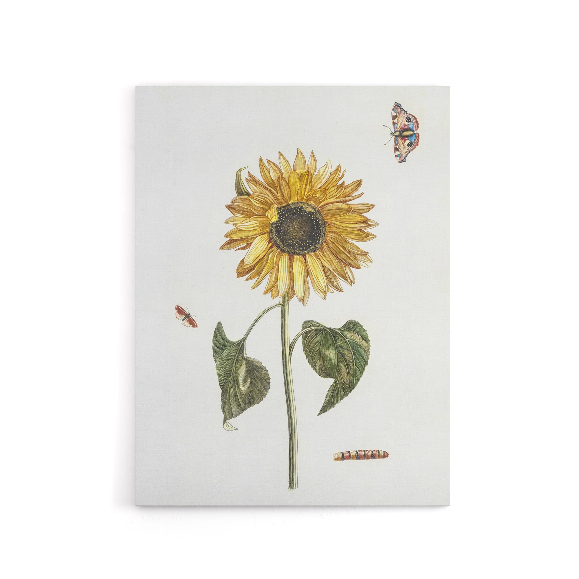 Sunflower Caterpillar And Two Butterflies Teyler Canvas Wall Art Print