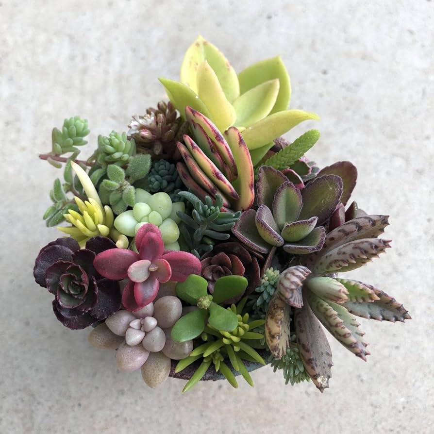 多肉植物とセダムのカット苗 詰め合わせ Amazon.co.jp: お任せカラフルセダム 多肉植物 カット苗 寄せ