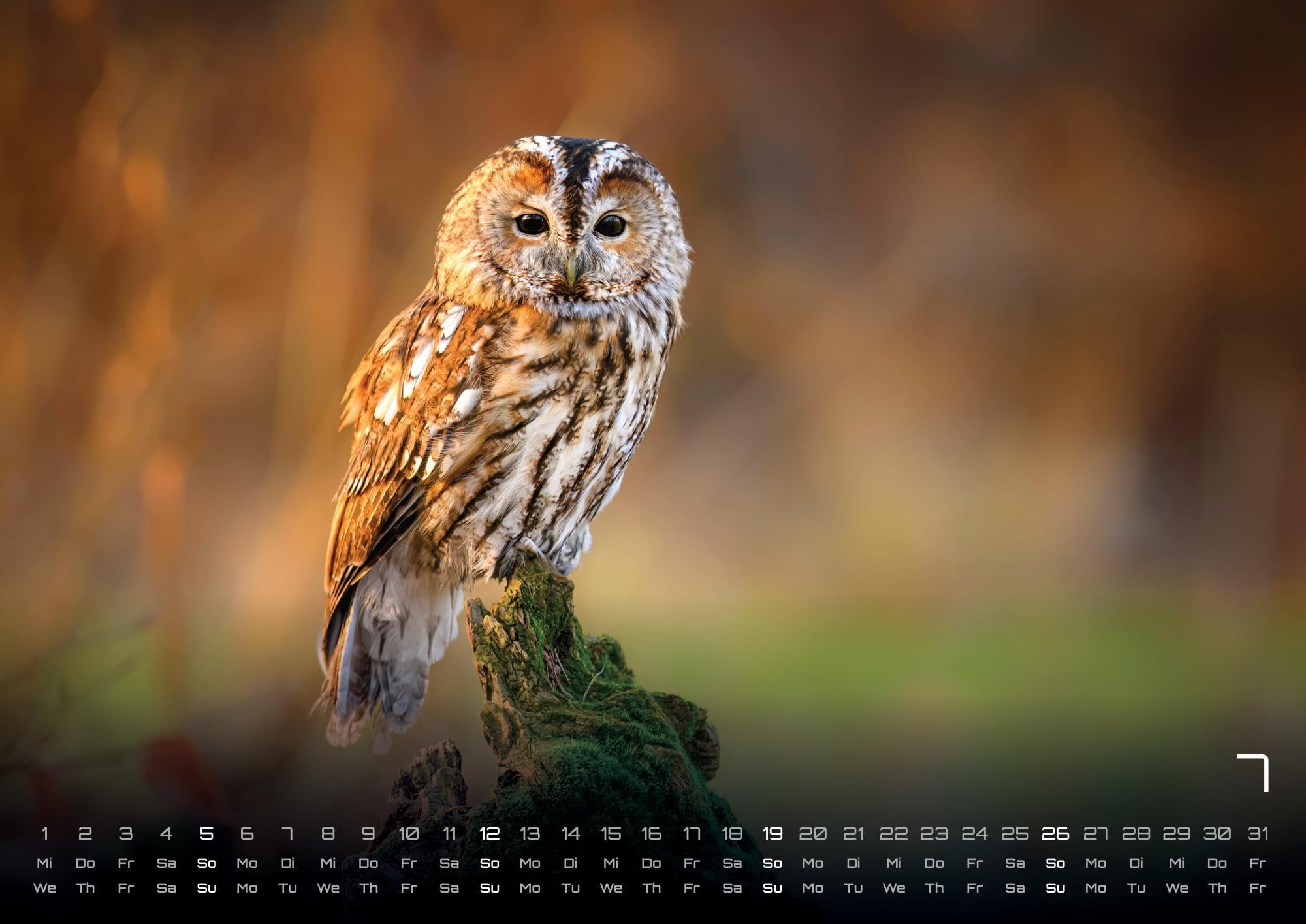 Waldtiere - Heimische Waldbewohner - Der Tierkalender - 2026 - Kalender DIN A2: Der Wandkalender mit den schönsten Waldtier-Motiven für das Jahr 2026 im extragroßen Format DIN A2 (ca. 60 x 42 cm)!