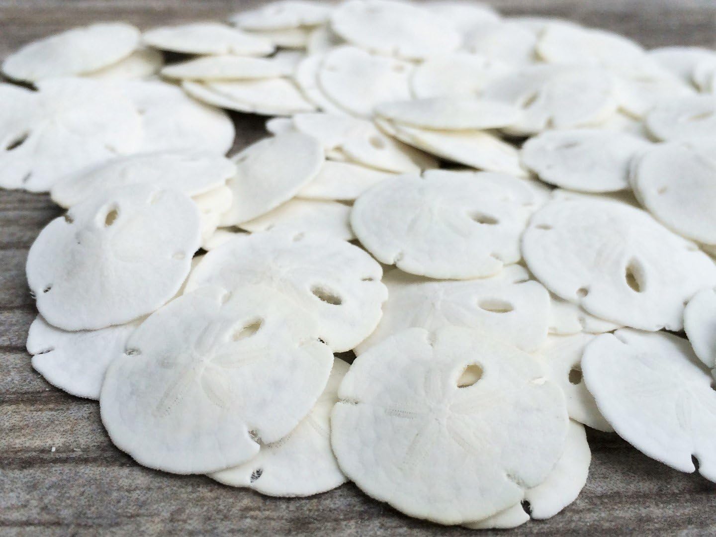 Real Sand Dollars Under 1" (100 Pack) – Sand Dollar Wall Art & Ornament Set – Beach Wedding Decor – Nautical Party Table Decor – Mini Shells for Crafts – Coastal Gifts