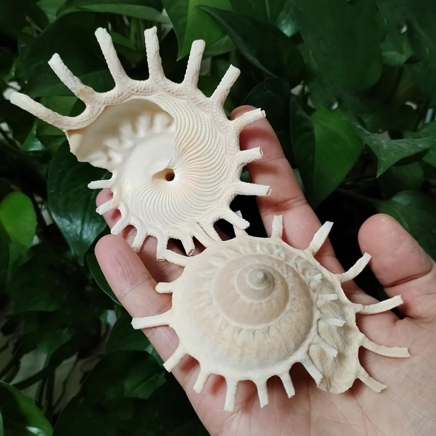 Shells for Crafts,1Pcs 8-11cm Big Sunburst Carrier Shells Light Yellow Seashell Conch for Home Office Decorations Fish Tank Ornaments Collection