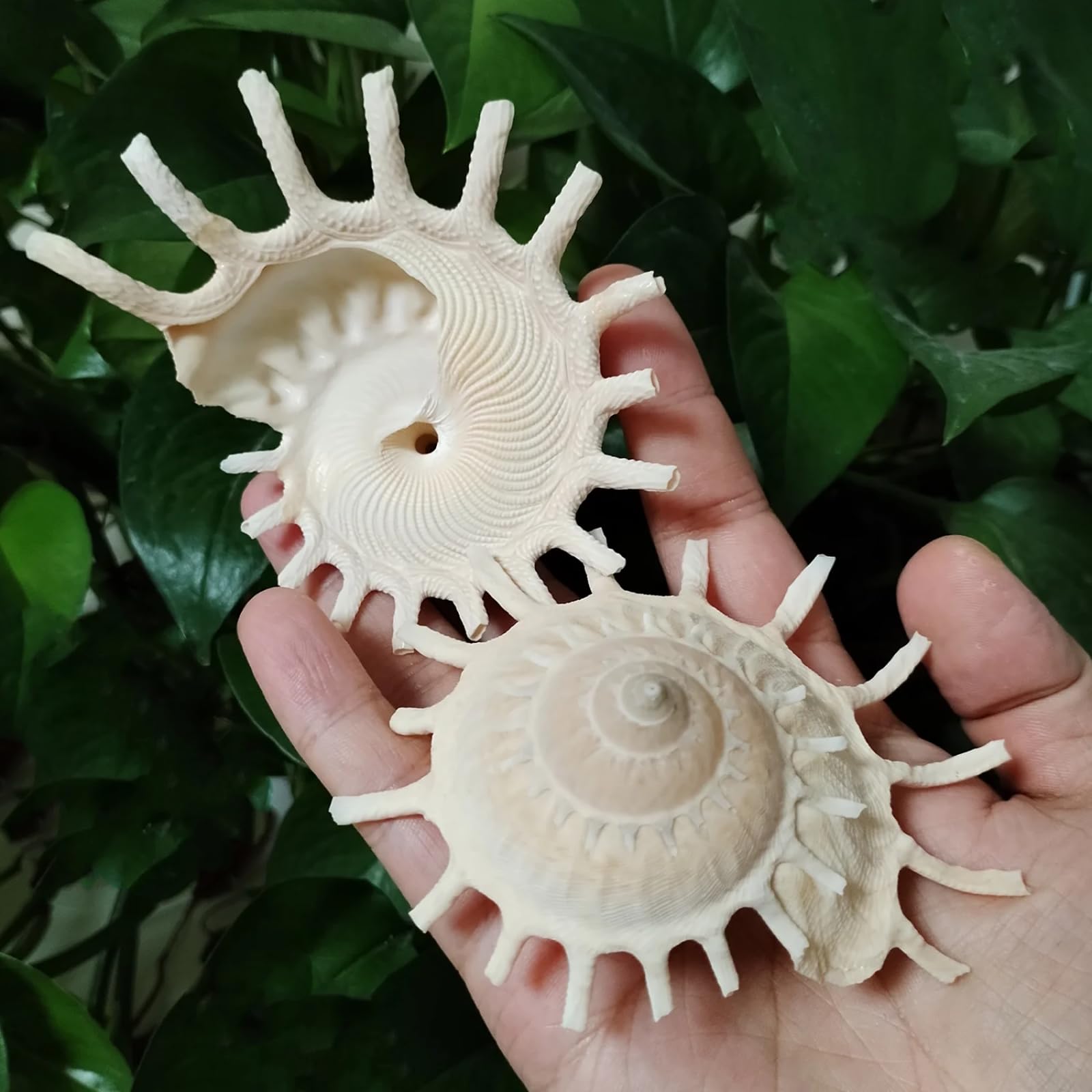 Conchiglie per decorazione, 1 pezzo, 8-11 cm, grande conchiglie giallo chiaro conchiglia per decorazioni per la casa e l'ufficio, collezione di ornamenti per acquari