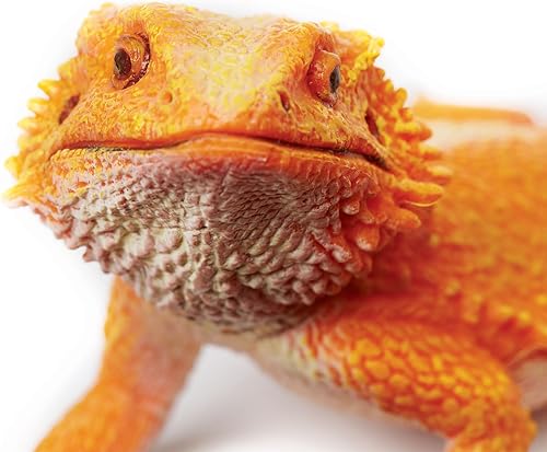 Miniatura 2 de Safari Ltd Incredible Creatures Dragón barbudo