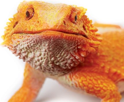 Safari Ltd. Bearded Dragon Toy - 8.5 Inch Realistic Reptile Figure for Kids