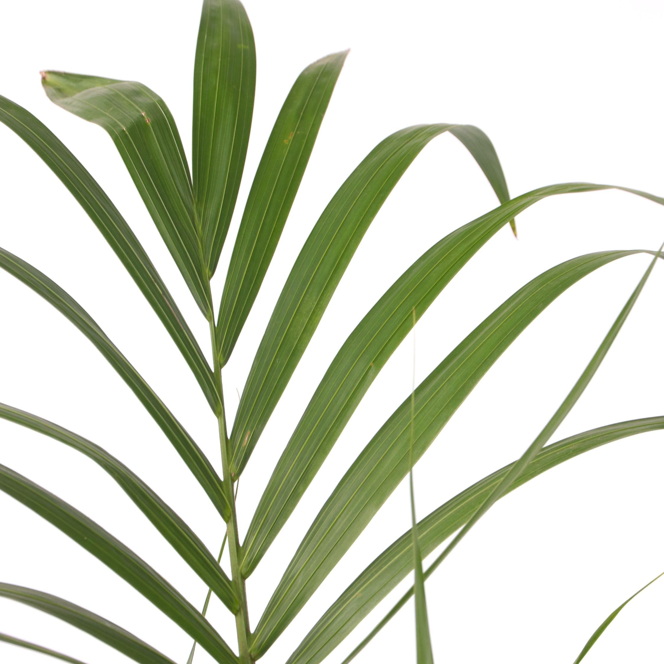 Plant in a Box - Howea forsteriana - Set de 2 - Palmera de interior - Kentia - Maceta 18cm - Altura 90-100cm - Planta verde - Siempre verde