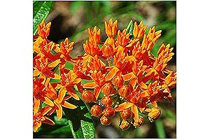 Butterfly Milkweed Monarch Live Plant Seeds