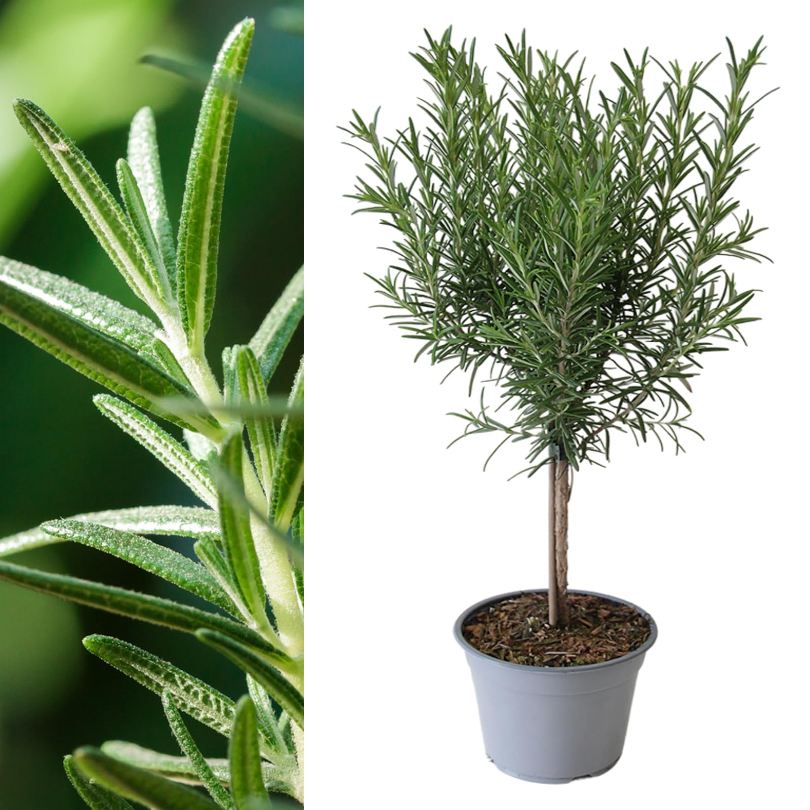 Carbeth Plants - Rosemary Lollipop Tree in 14cm Pot - Rosmarinus Officinalis Herb Plant on Stem - for Culinary Use