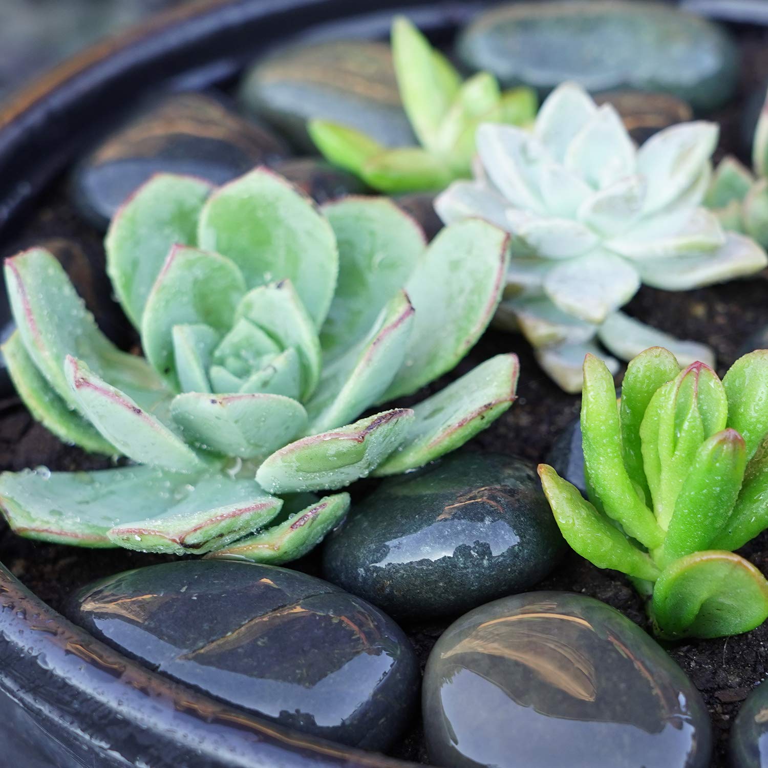 Mexican Beach Pebbles | 20 Pounds of Smooth Unpolished Stones | Hand-Picked, Premium Pebbles for Garden and Landscape Design | Black, 2 Inch - 3 Inch