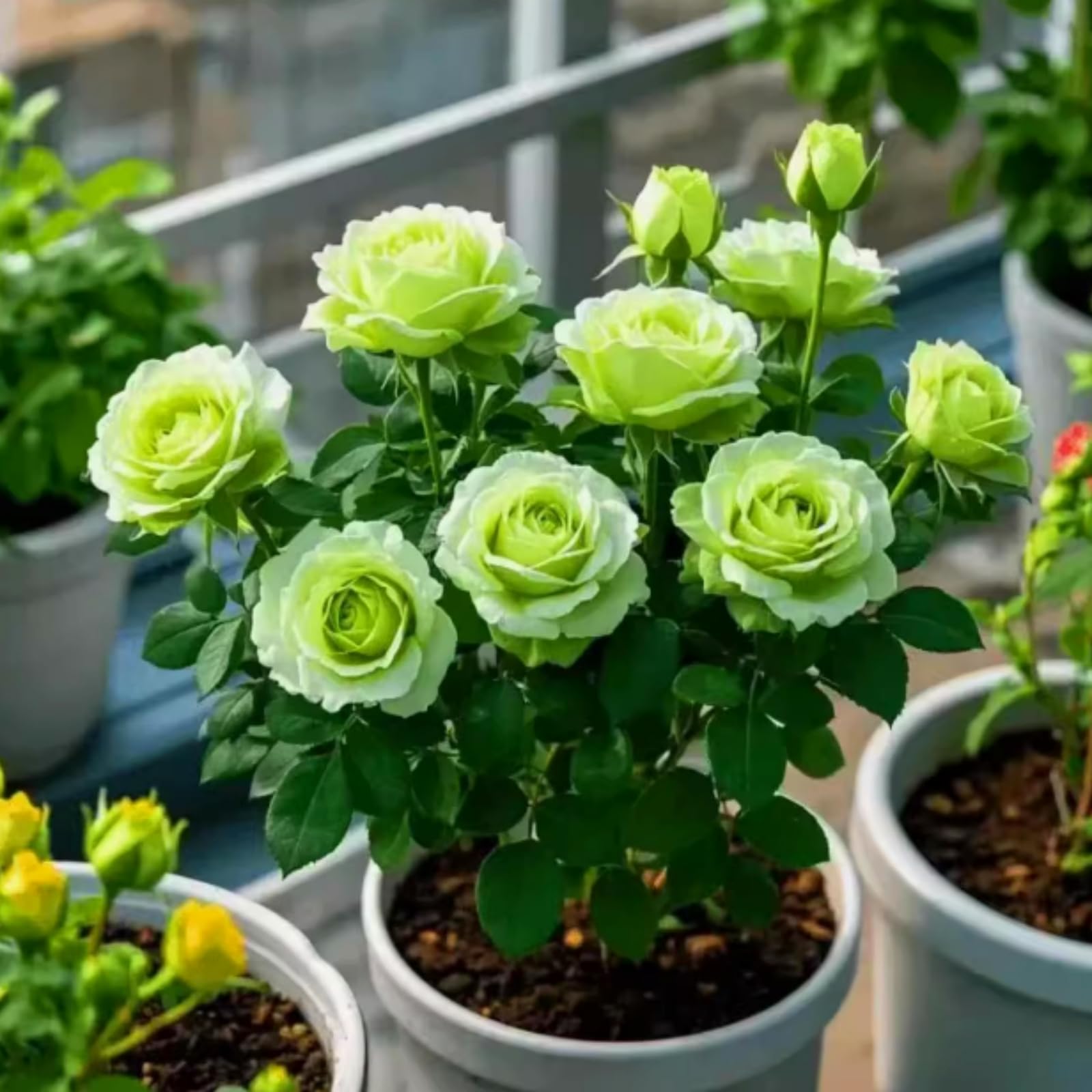 Brilliant Rose, Hardy Perennial Bulbs, Stunning Garden Displays, Professionally Grown-1 Bulb-C