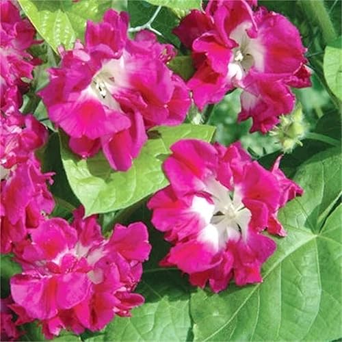 Miniatura 1 de Beautiful Garden Flower Seeds 100+ Ipomea Nil - Morning Glory Seeds - Japanese Ruffled