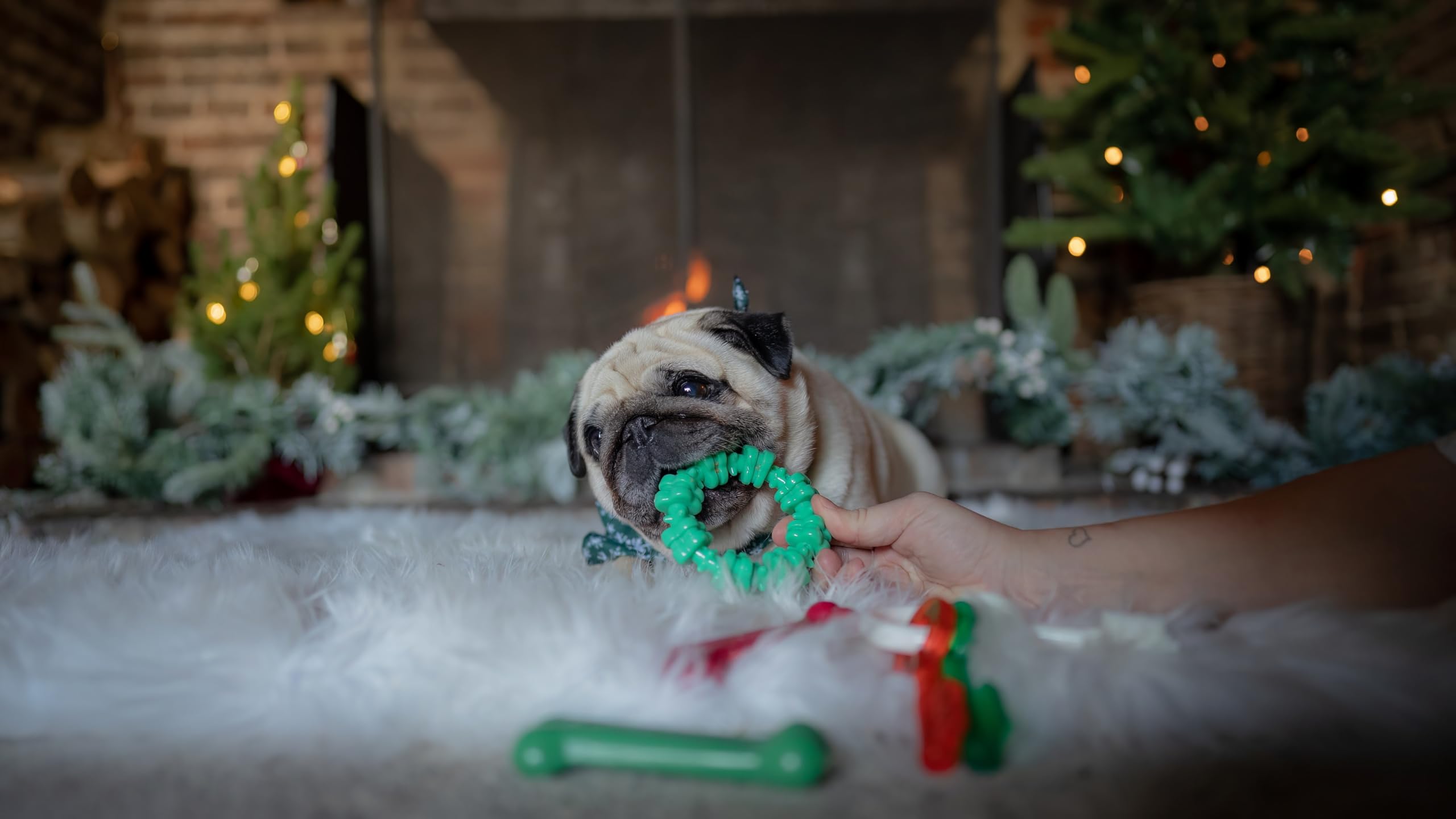 Nylabone Strukturierter Ring Power Kauspielzeug für Hunde, Hundespielzeug für Aggressive Kauer, Wintergrüner Geschmack, klein – bis zu 11,3 kg, 1 Stück