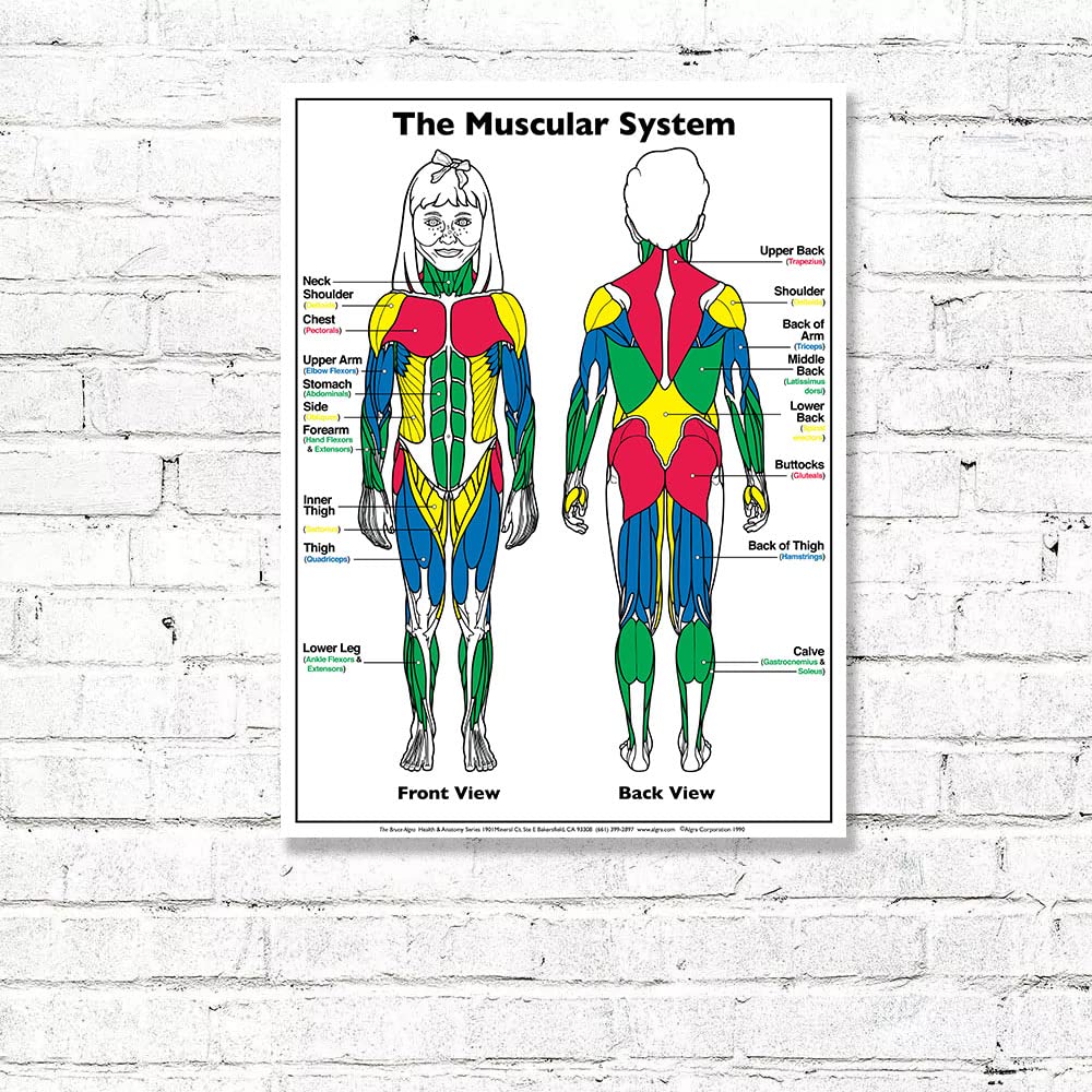 Muscular System Drawing Easy For Kids