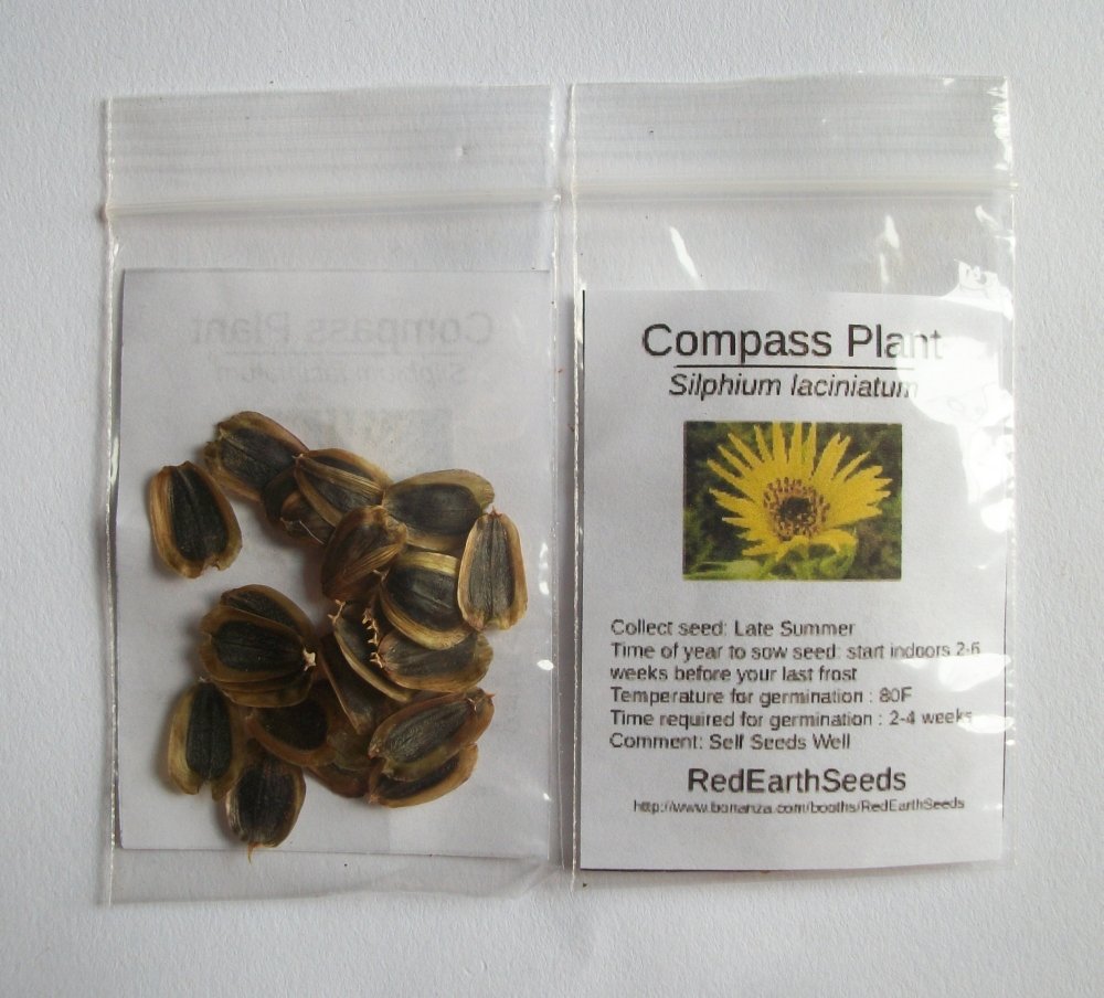 Amazon.com : Compass Plant/Silphium laciniatum - 20 Seeds (Organically  Grown) : Patio, Lawn & Garden