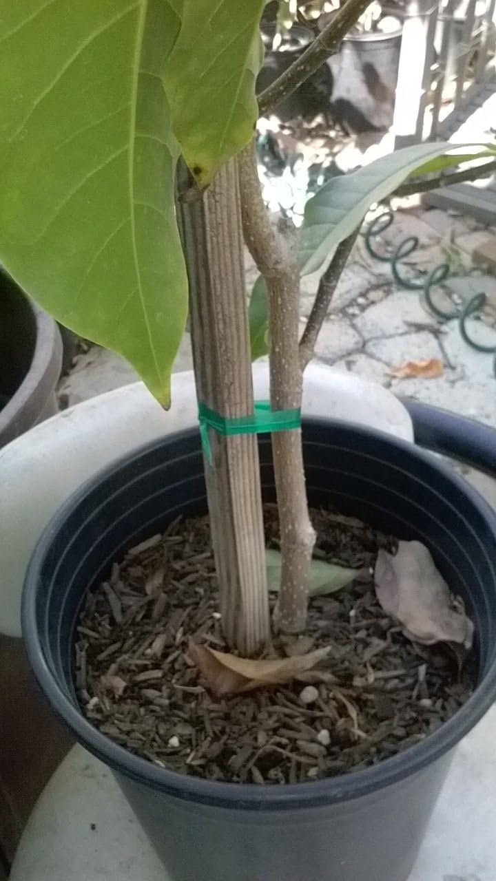 White Champaca Plant - 3 to 4Feet Tall - Ship in 3 Gal Pot