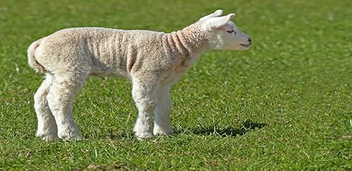 Free 100 Farm Animals