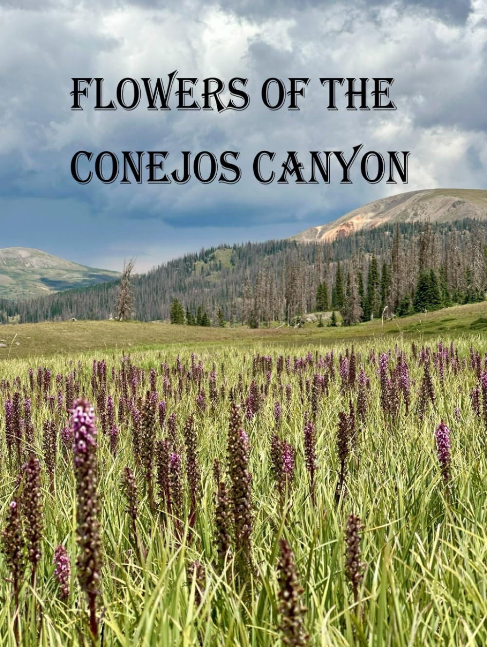 Flowers of the Conejos Canyon identifier facilement les fleurs sauvages