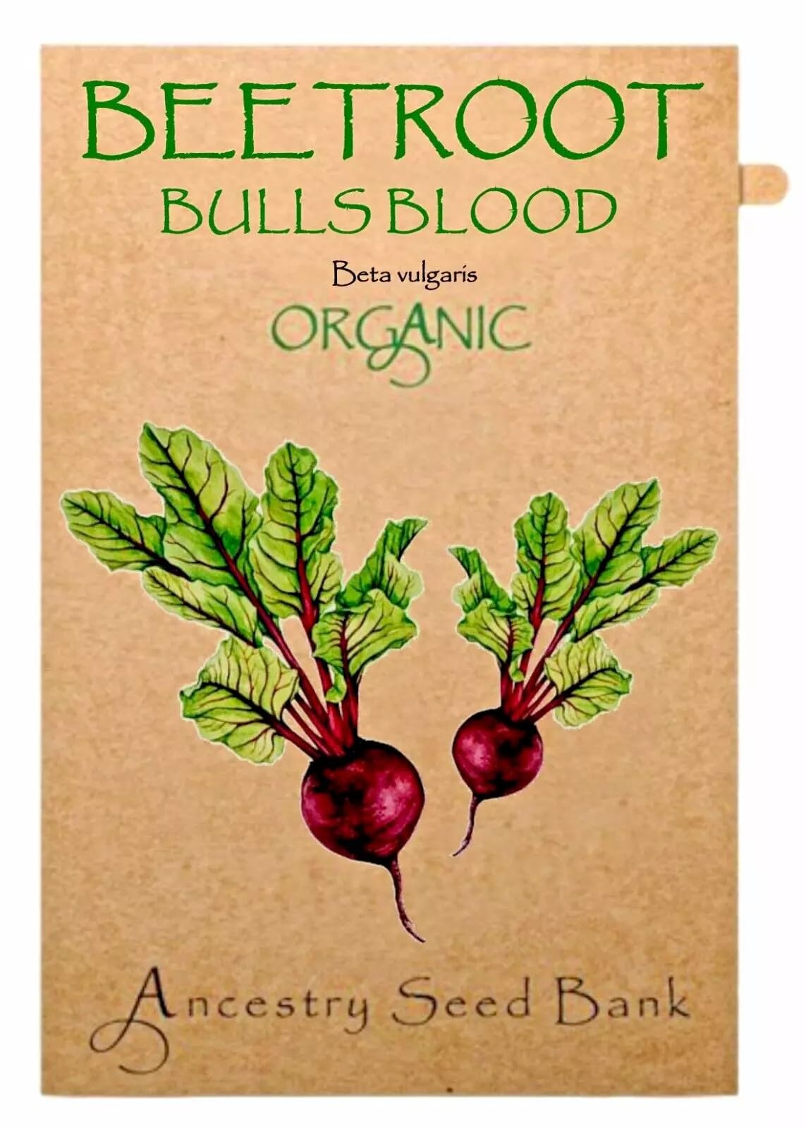 Organic Beetroot ❁ Bulls Blood ❁ x50 Seeds Heirloom - Non GMO