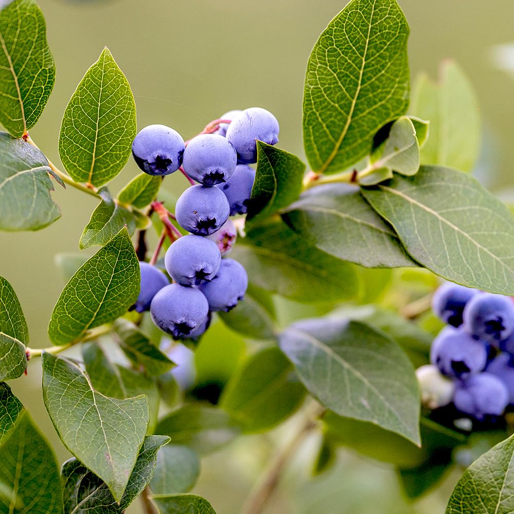Amazon.com : Generic Chandler Blueberry, Mid to Late-Season Harvest,  Largest Blueberry On Market, 5 gal, Nursery Pot, Green : Patio, Lawn &  Garden