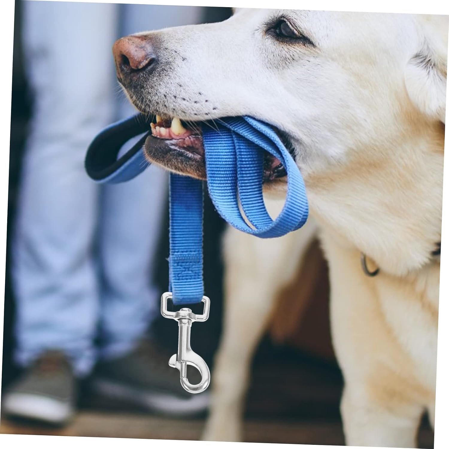 2pcs Heavy Duty Dog Collar Harness Leash Clip Swivel Snap Hooks for Pet Chain Trigger Clip Clasp