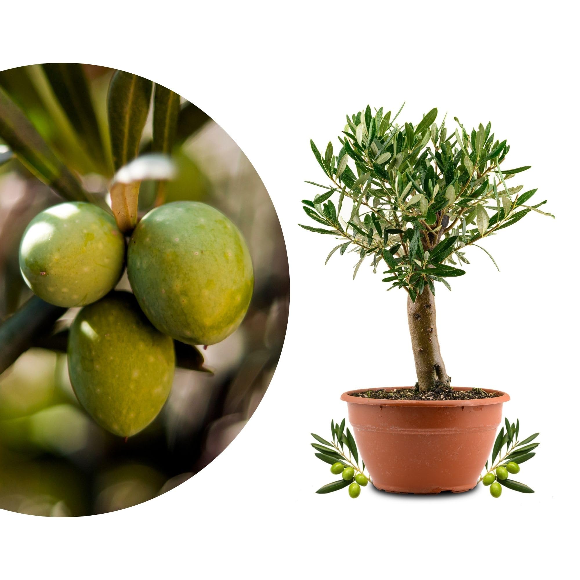 Meine Orangerie Olivenbaum Bonsai - echtes Olivenbumchen - Olea Europaea -  Olive Tree - altes Olivenstmmchen in der Schale - Bonsai Olive mit kurzem  Stamm (Schale  20 cm) : Amazon.de: Garten
