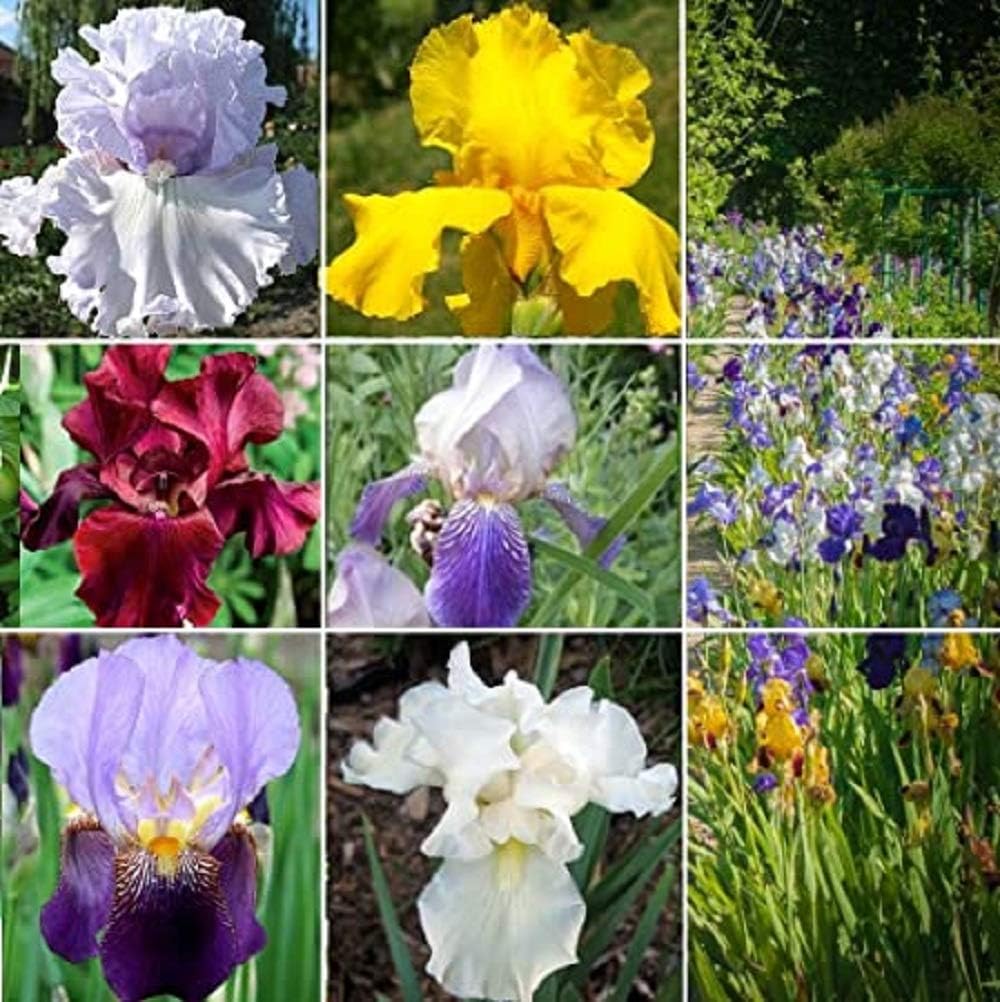 Mixed Iris Bulbs -6 Bulbs- Pretty Bearded Iris Special Freshly-Lifted Suitable for Summer Flowers Long Stem Decorative Miniature Tree Tubers