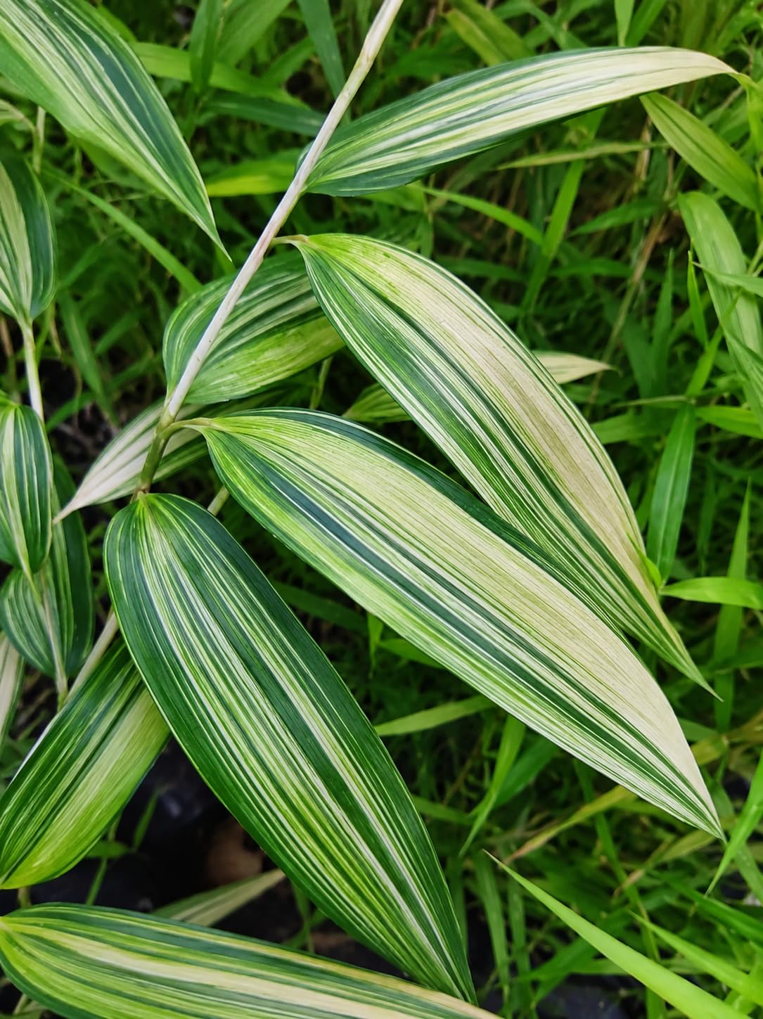Pianta da Esterno Bambù Foglia Larga Variegato Pseudosasa japonica 'Variegata', Colore Crema e Verde, 125/150 cm, Vaso 28