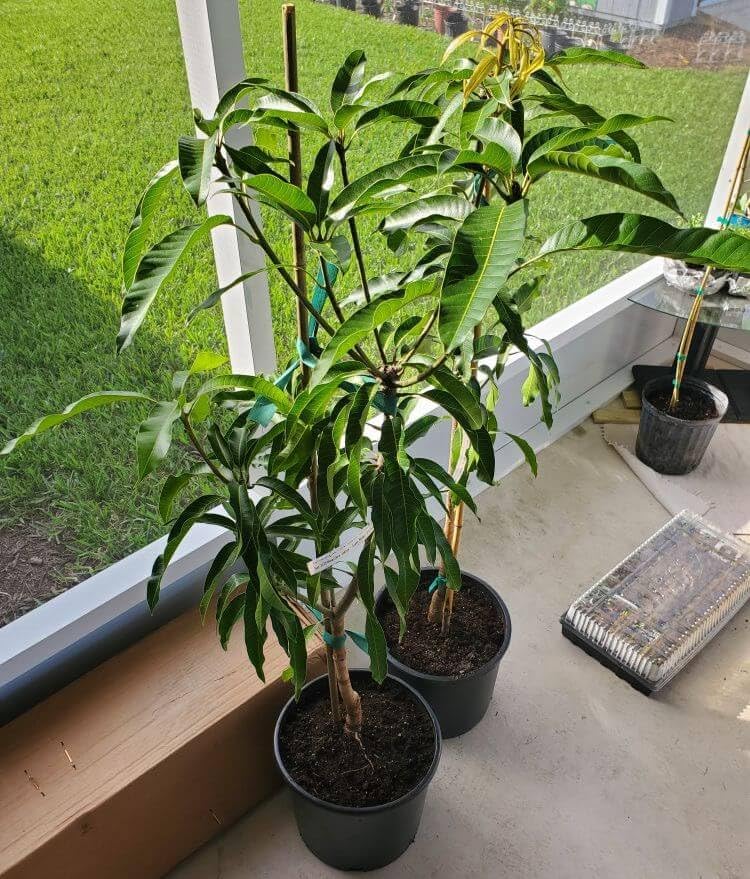 Image of Healthy Vibe Mango Grafted Live Plants For Healthy Live Mango Plant for Home & Outdoor Gardening - Low Maintenance (Pack of 1) - Live Plant