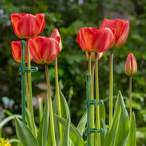 Miniatura 8 de Coloch Paquete de 48 estacas de soporte para plantas, 11 pulgadas y 17 pulgadas de altura ajustable para plantas de jardín, palitos de orquídea con