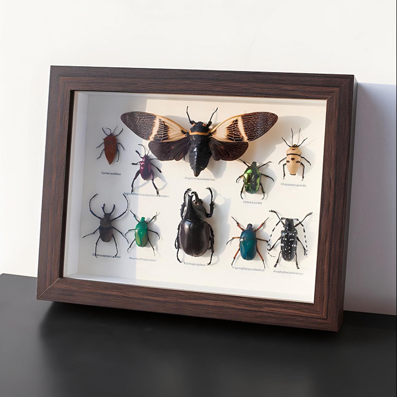 DRXRD Taxidermia de Insectos Mixtos para Decoración de Pared, Vitrina de Insectos Reales con Caja de Madera Enmarcada, para Colecciones y Comprensión de la Estructura de los Insectos
