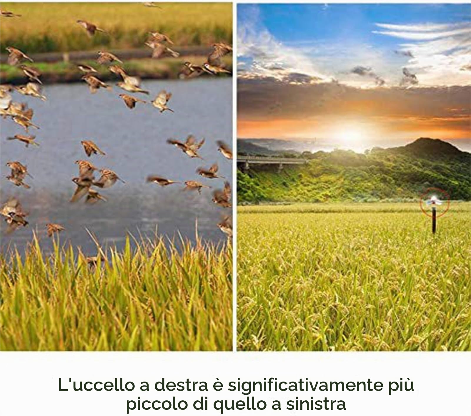Cacciatore di Uccelli Laser da Esterno con Telecomando Timer per piccioni storni passeri deterrente
