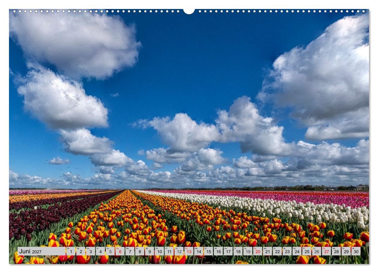 CALVENDO · Im Zauber der Niederlande - Tulpenmeer (Kalender 2027) | DIN A2 Querformat · Wandkalender · Windmühlen · Blütenpracht trifft Mühlenromantik