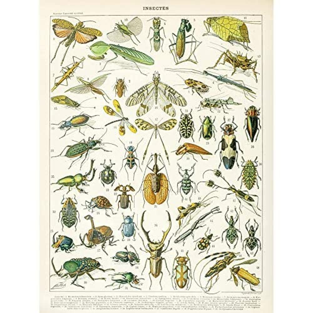 Artery8 Millot Encyclopedia Page Molluscs Shells Art Print Framed Poster Wall Decor 12x16 inch — view 148