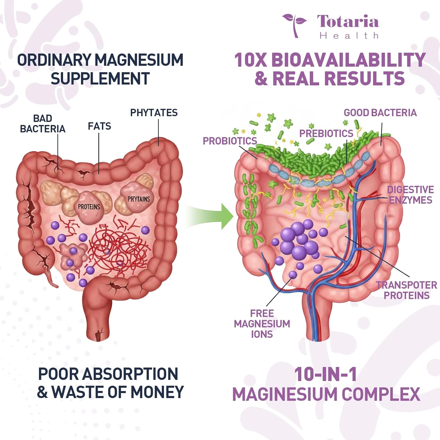 10-in-1 Magnesium Complex Supplement with Probiotics Prebiotics & Digestive Enzymes, 100 Billion CFU Probiotics for Women, High Absorption for Muscle, Sleep Calm, Gut & Digestive Health, Vegan Non-GMO - Image 3