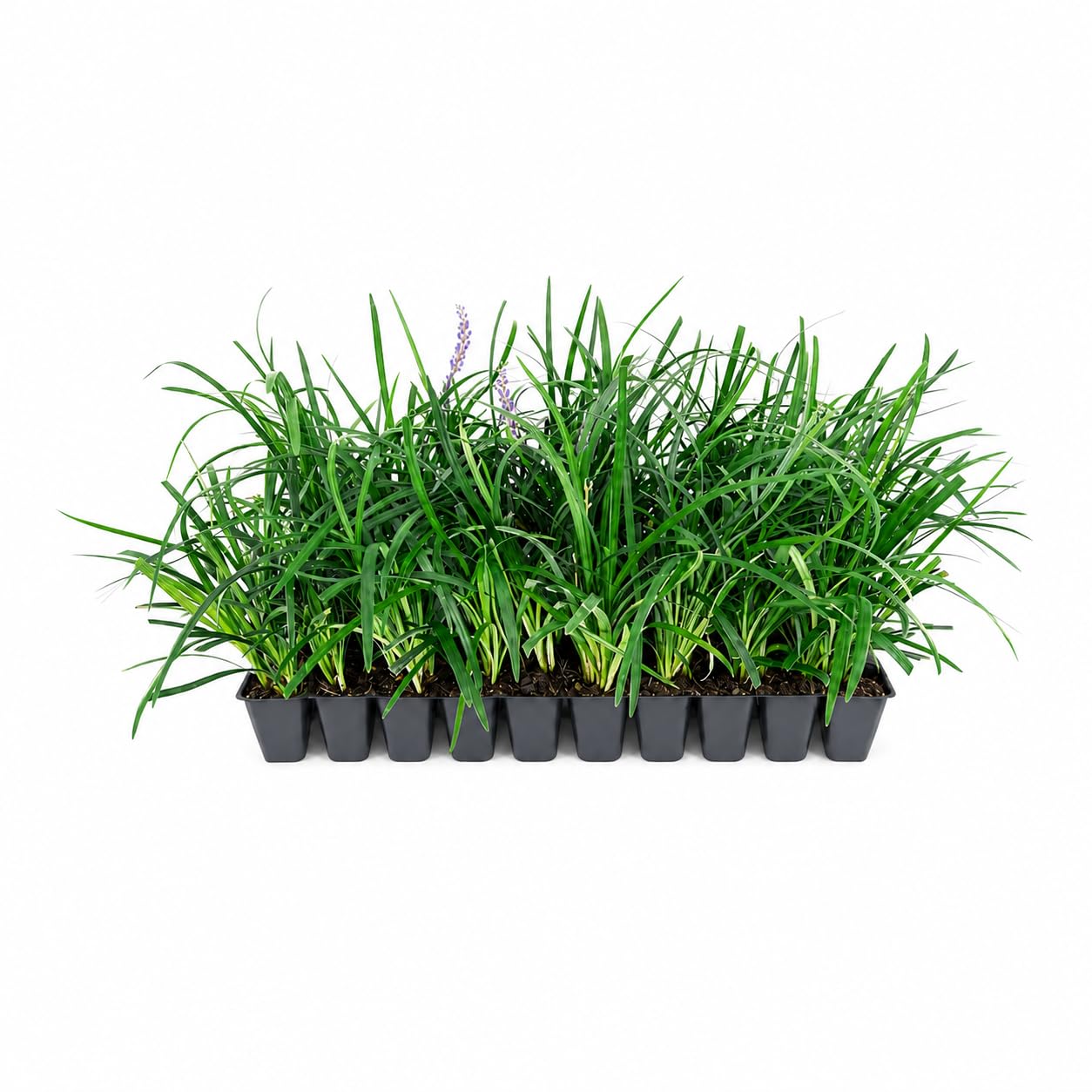 Liriope Super Blue Live Plants