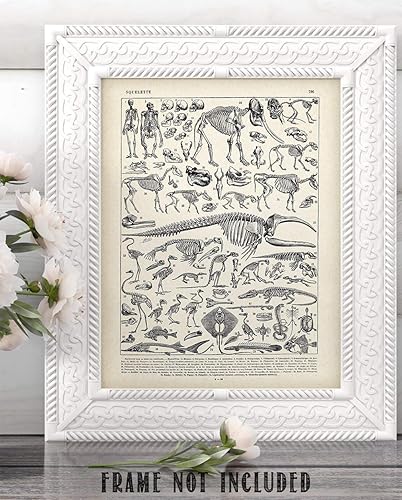 Miniatura 8 de Animal Skeletons Bones Illustration - 11x14 Unframed Art Print - Biology Decor - Skeleton Poster of Animal Bones - Animal Posters of Skull and Bones