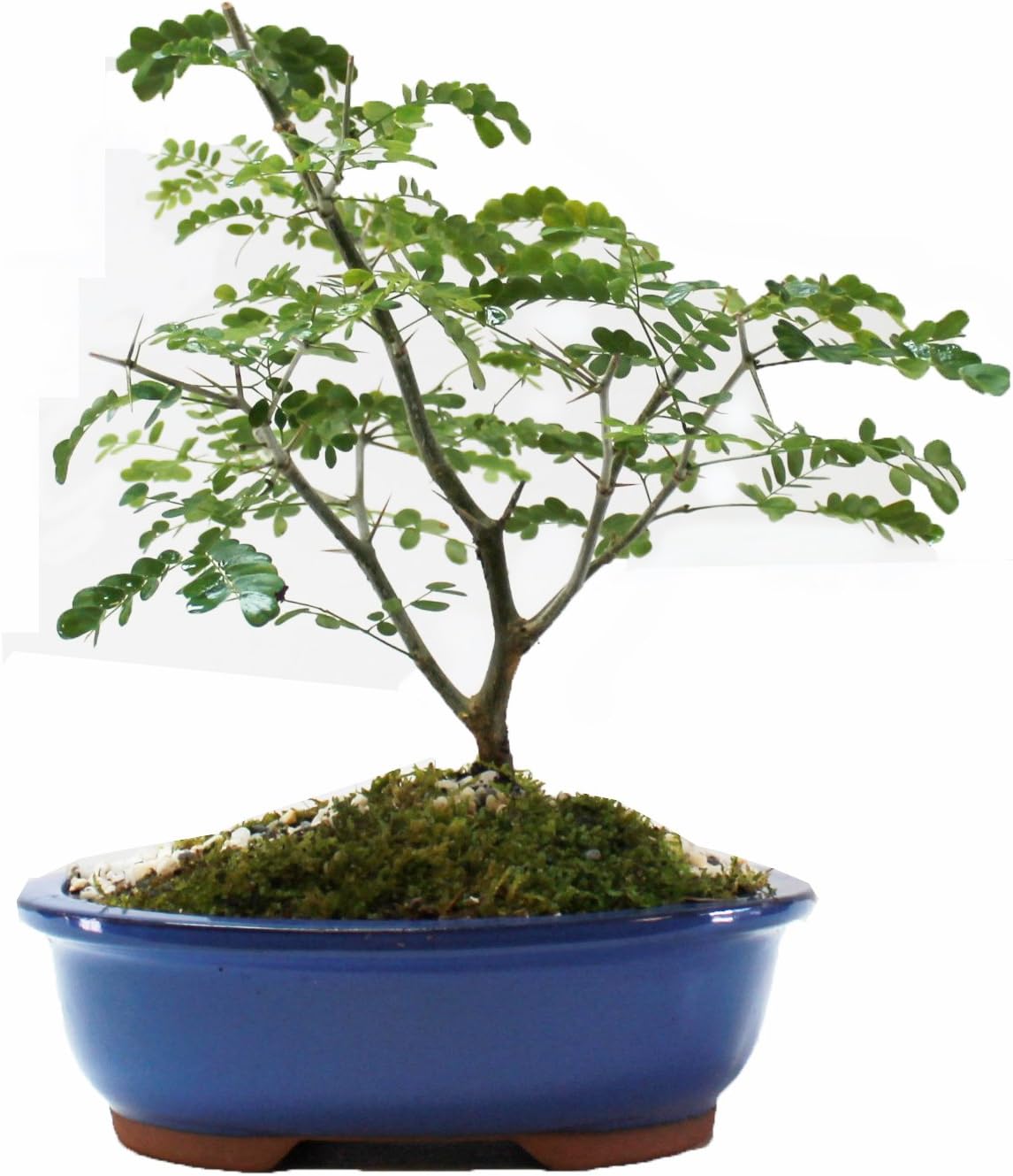 Brazilian Raintree Bonsai