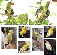 Vista 7 de QBLEEV Pañal para Aves Ropa de Cacatúa Traje de Vuelo, Pañal Reutilizable para Loro con Capa Interior Impermeable, Lindos Pantalones de Paloma