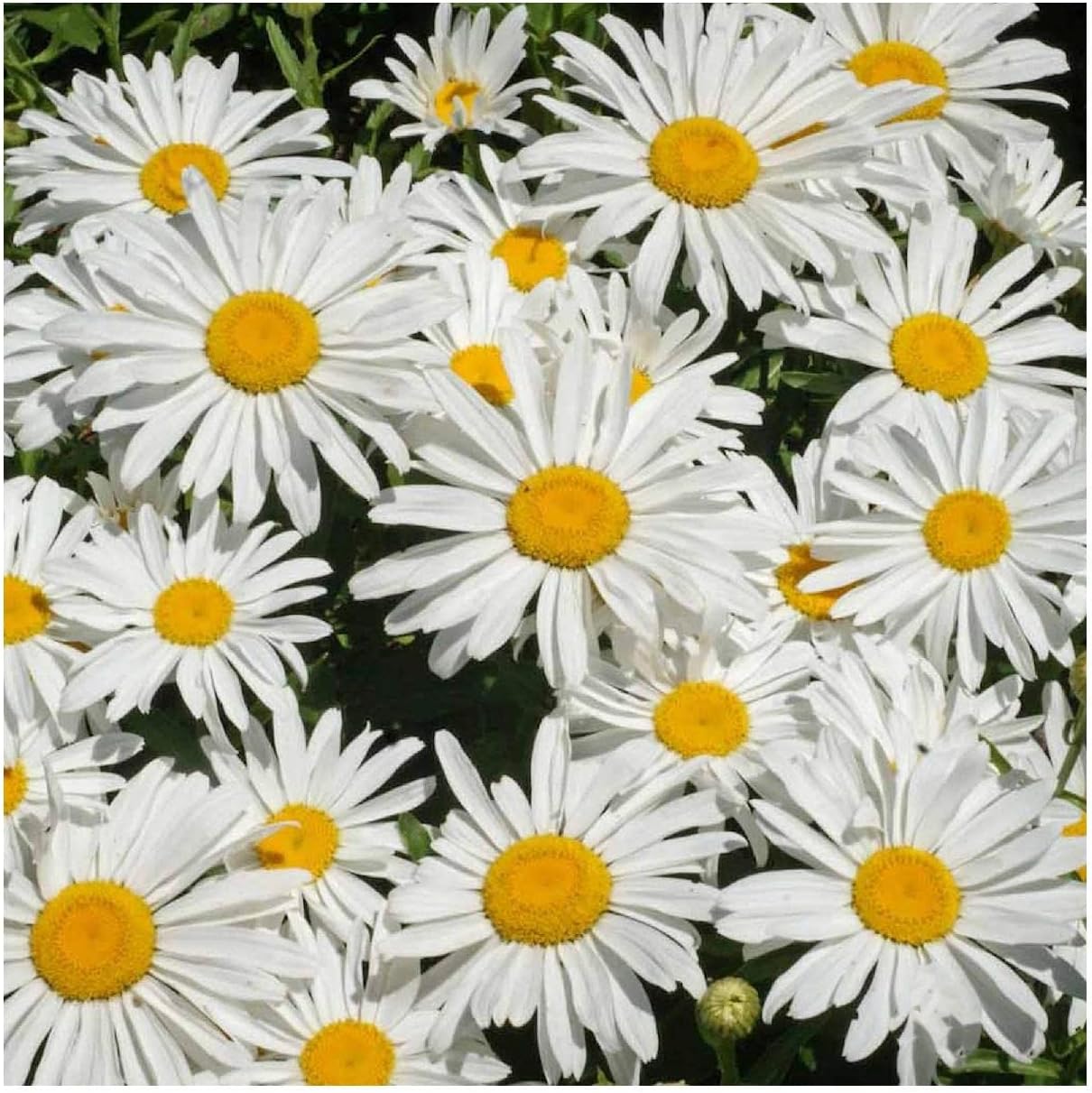 Everwilde Farms - 1/4 Lb Dwarf Shasta Daisy Wildflower Seeds - Gold Vault