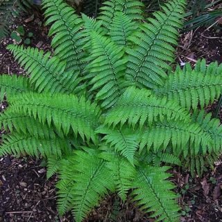 10 Christmas Fern Roots - Live Native Fern Rhizomes - Polystichum acrostichoides - (10 Pack)
