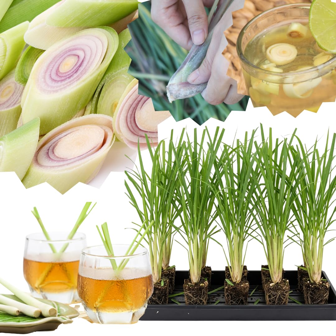 Amazon.com : Set 10 Fresh Stalks Lemon Grass Plants for Outside