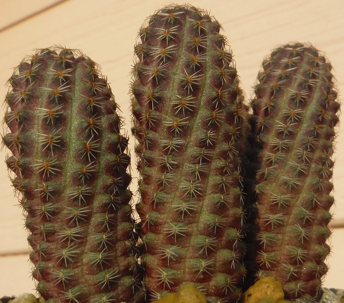 Amazon.co.jp: 種子を出品 レブチア タフナエンシス ES45