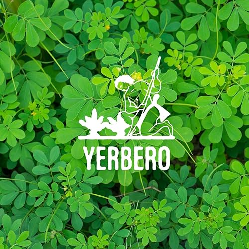 Miniatura 7 de Yerbero - Té de hierbas sueltas de hoja de sena a granel de primera calidad, 1 libra (16 onzas15.98 oz)  Senna alexandrina  Hoja Sen Entera